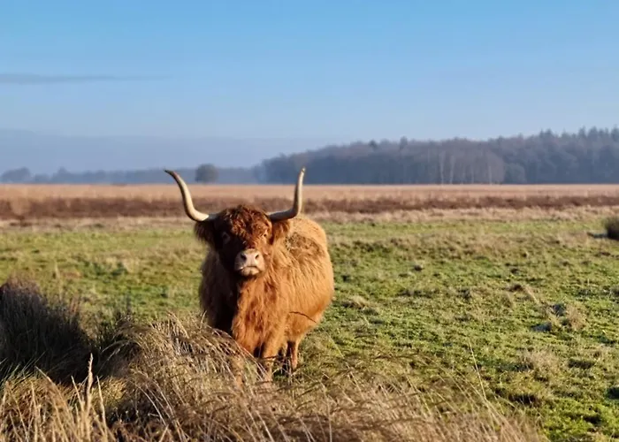 De Schotse Hooglander